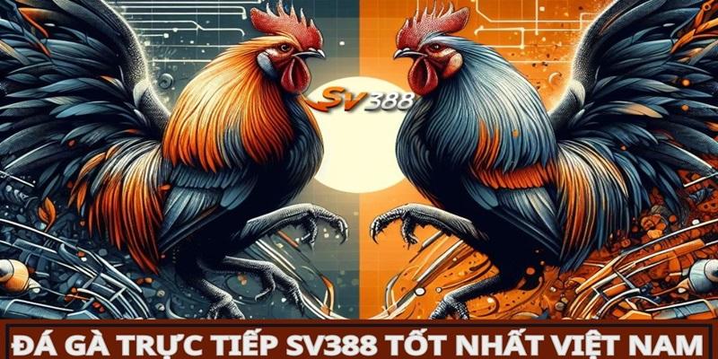 Sảnh đá gà SV388 hợp tác cùng nhà cái Kubet77